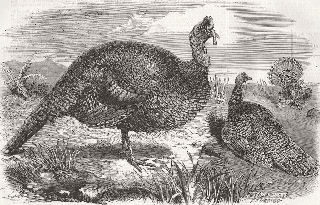 HONDURAS. Honduras Turkeys 1858 old antique vintage print picture